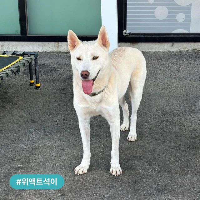 위액트의 진똑개를 소개합니다! 현장 사진