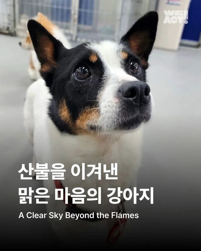 불 건너온 맑은 하늘, 마음은 타지 않았습니다. 현장 사진
