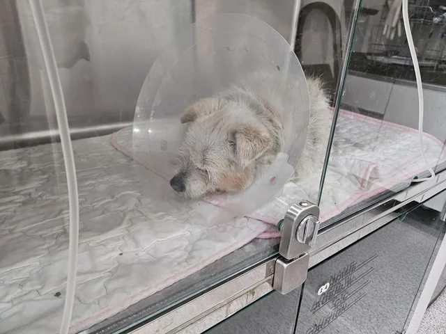 산청 산불 구조 현장 사진