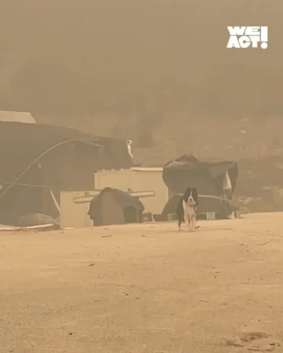 산청 산불 구조 현장 사진