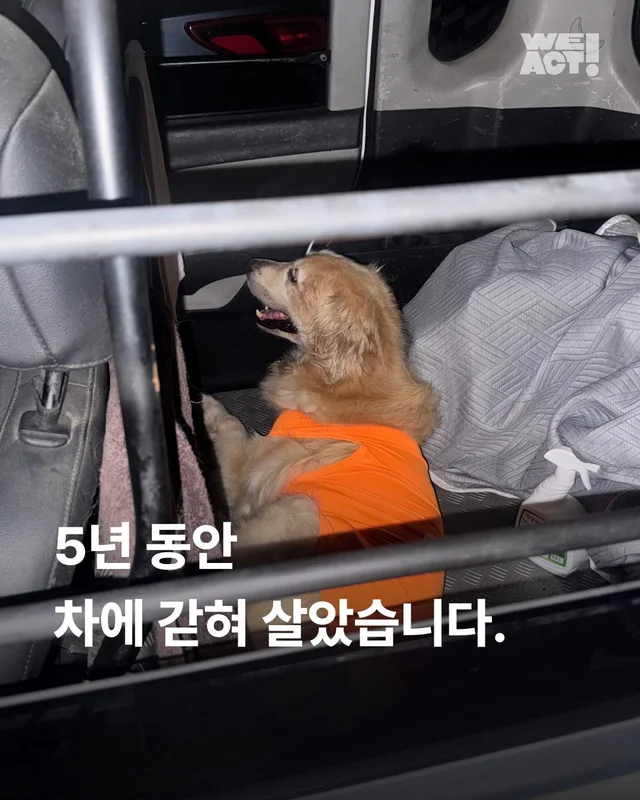 구리 방치견 현장 사진