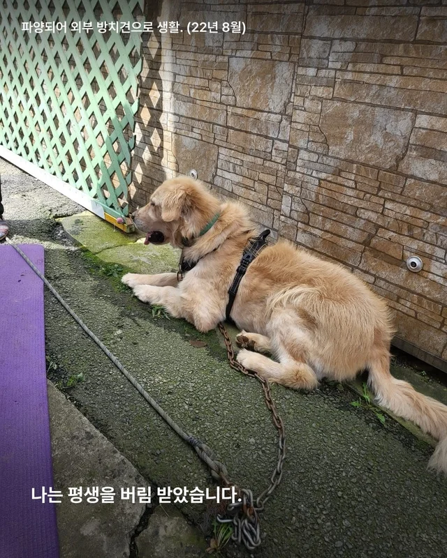 구리 방치견 현장 사진