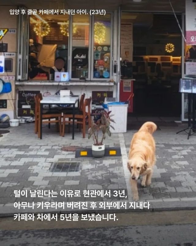 구리 방치견 현장 사진
