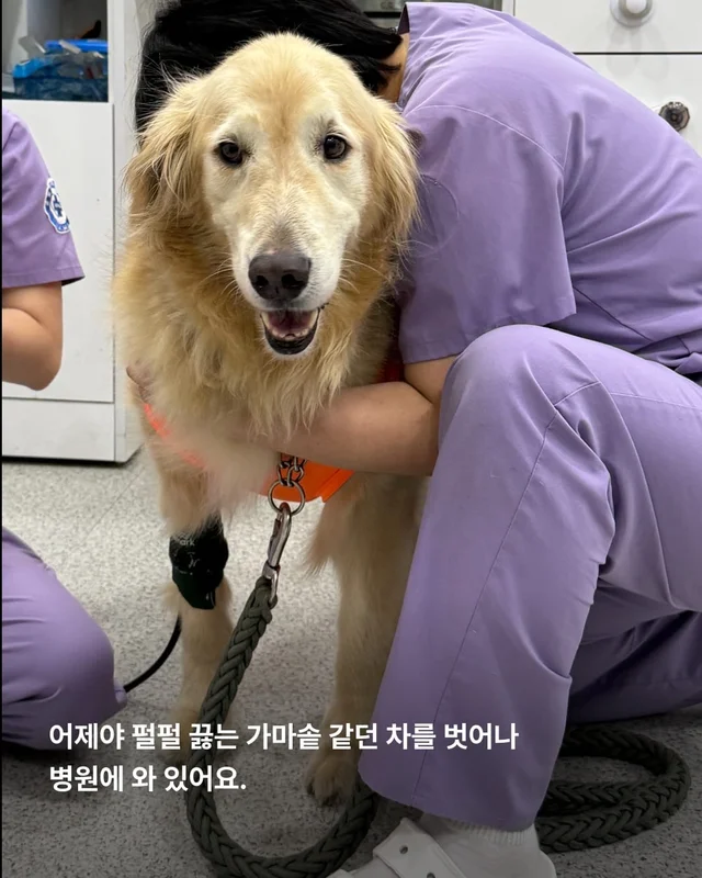 구리 방치견 현장 사진