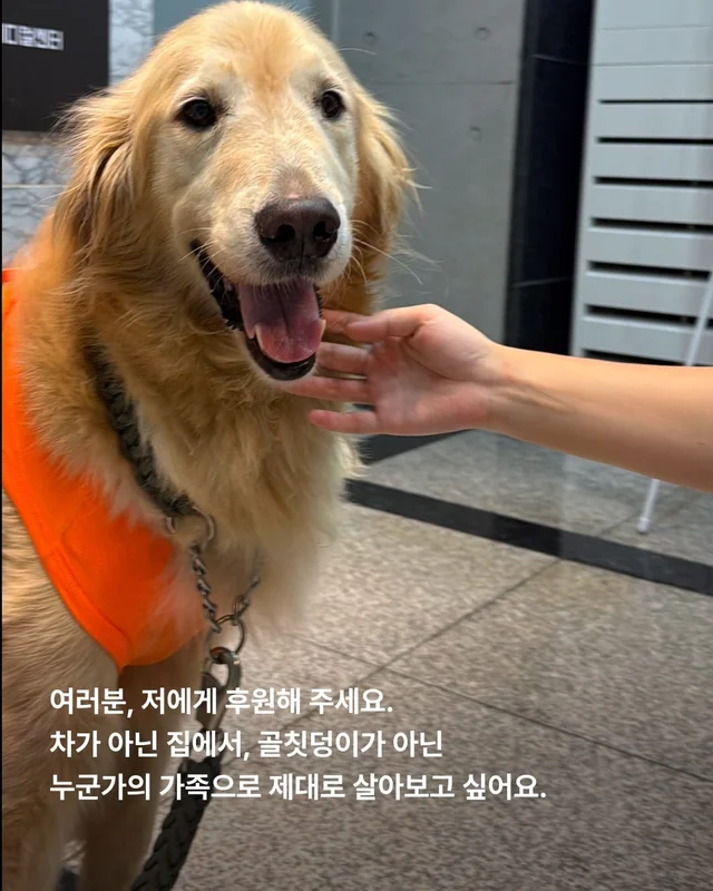 구리 방치견 현장 사진