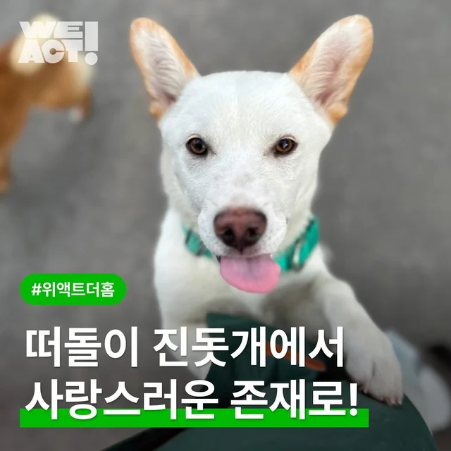 떠돌이 진돗개에서 사랑스러운 존재로! 현장 사진