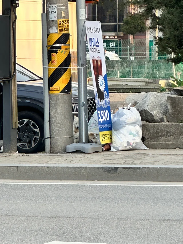 떠돌이 진돗개에서 사랑스러운 존재로! 현장 사진
