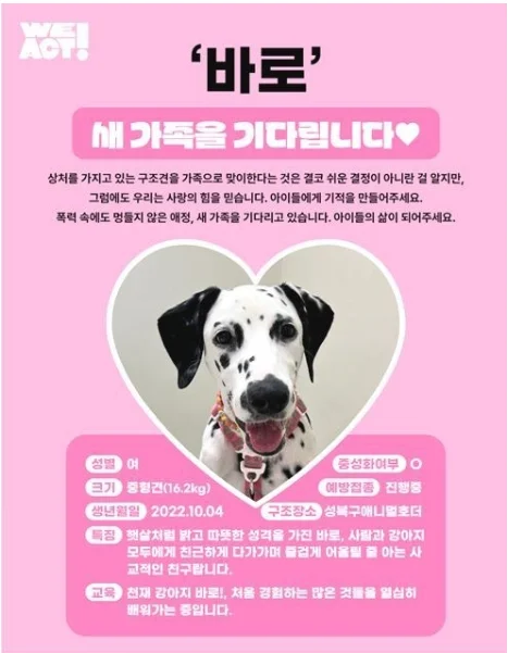 ‘바로’ 새 가족을 기다립니다 보도 사진