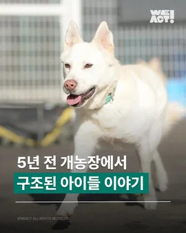5년전 개농장에서 구조된 아이들 이야기 현장 사진