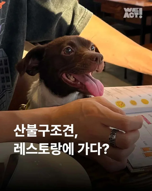 산불구조견, 레스토랑에 가다? 현장 사진