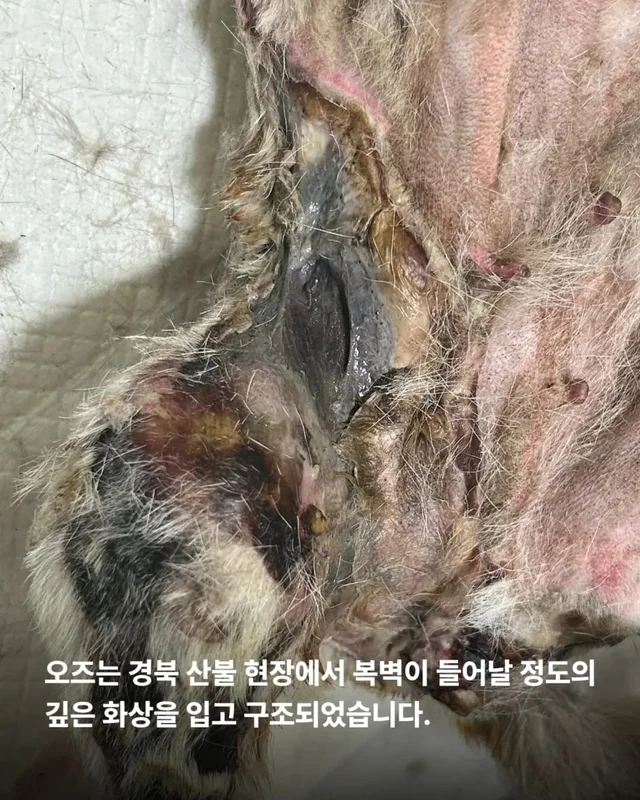 산불구조견, 레스토랑에 가다? 현장 사진