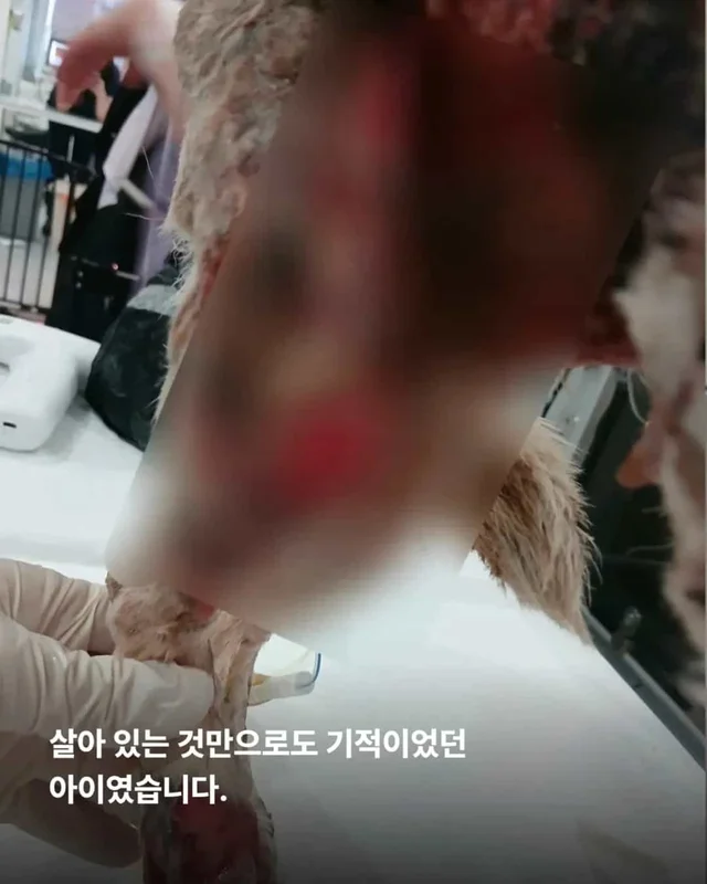 산불구조견, 레스토랑에 가다? 현장 사진