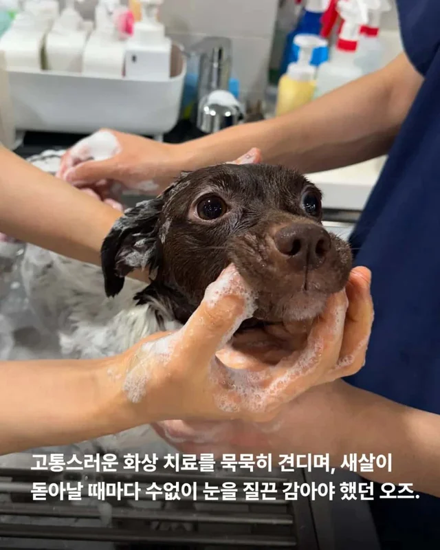 산불구조견, 레스토랑에 가다? 현장 사진