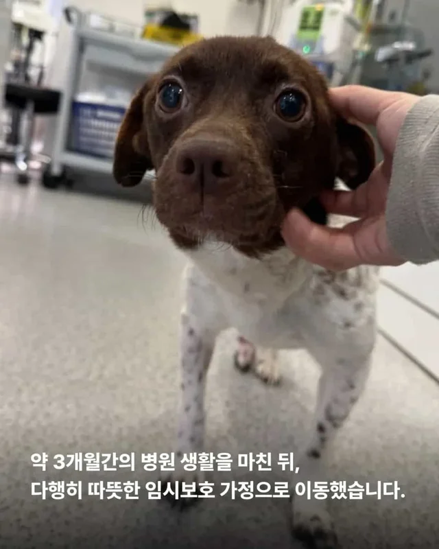 산불구조견, 레스토랑에 가다? 현장 사진