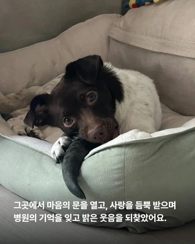산불구조견, 레스토랑에 가다? 현장 사진