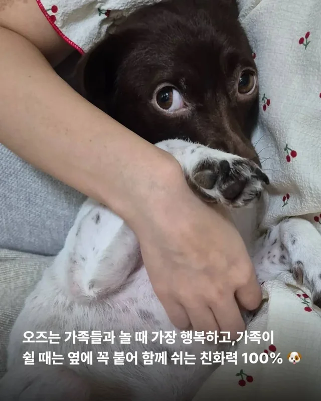 산불구조견, 레스토랑에 가다? 현장 사진