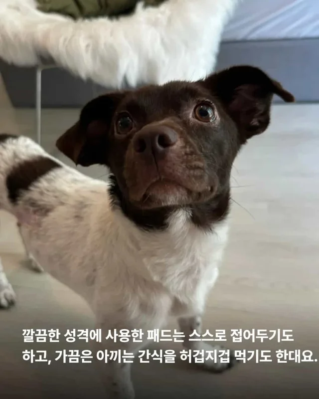 산불구조견, 레스토랑에 가다? 현장 사진