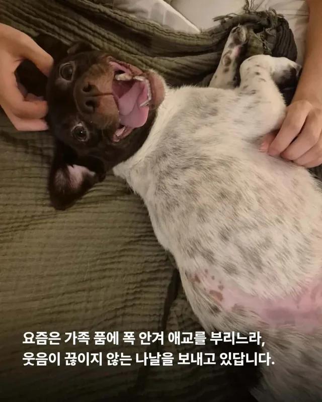 산불구조견, 레스토랑에 가다? 현장 사진