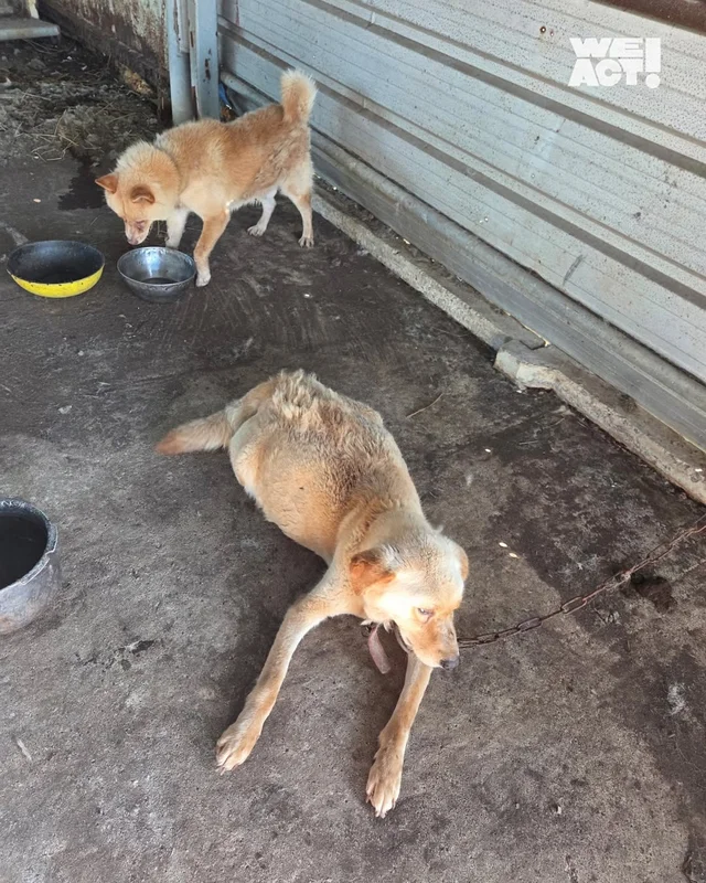 정읍방치학대 현장 사진