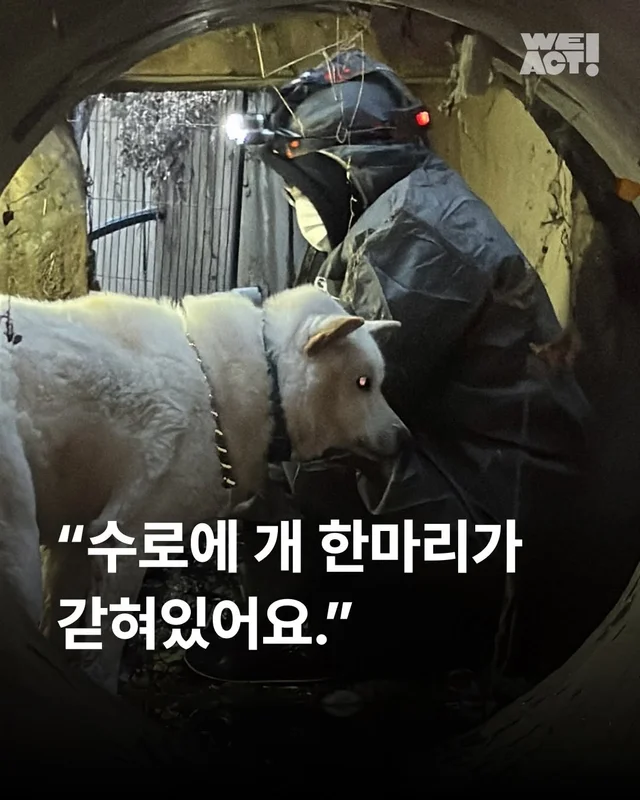 “수로에 개 한 마리가 갇혀 있어요.” #위액트해든 현장 사진