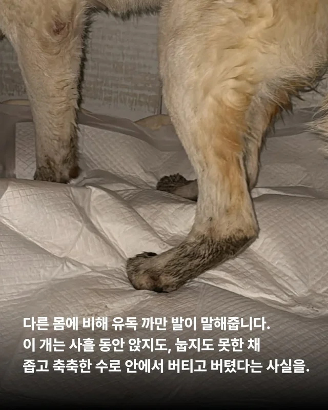 “수로에 개 한 마리가 갇혀 있어요.” #위액트해든 현장 사진