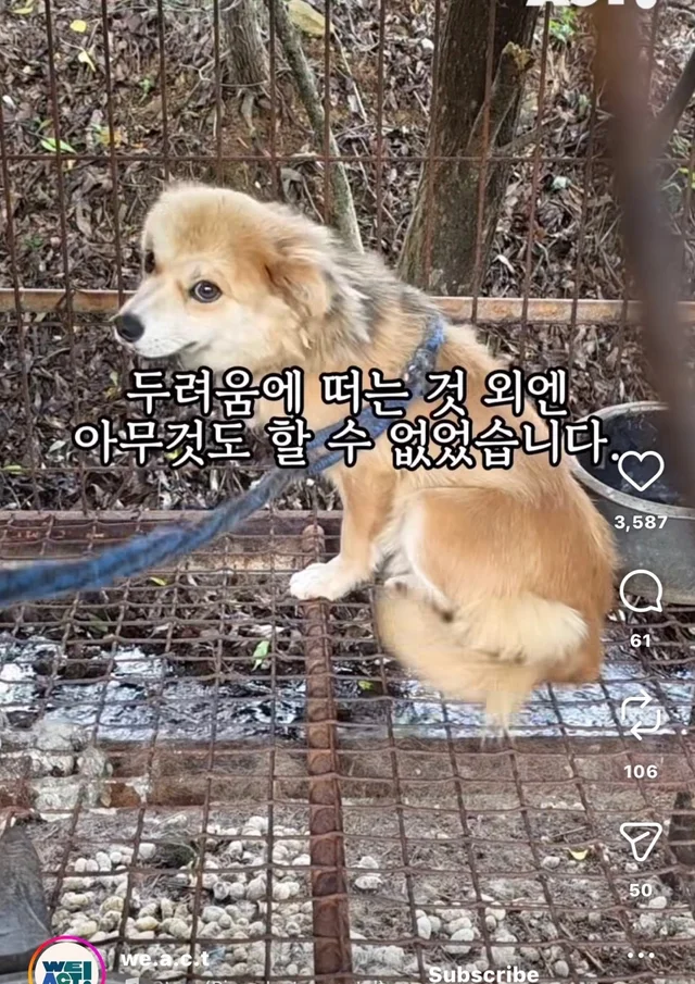 개고기가 될 뻔한 작은 개 현장 사진