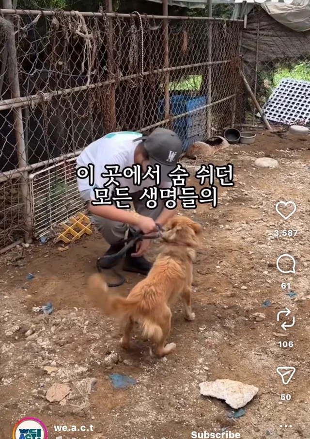 개고기가 될 뻔한 작은 개 현장 사진