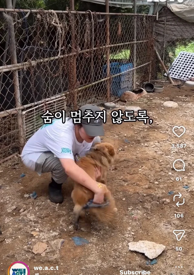 개고기가 될 뻔한 작은 개 현장 사진