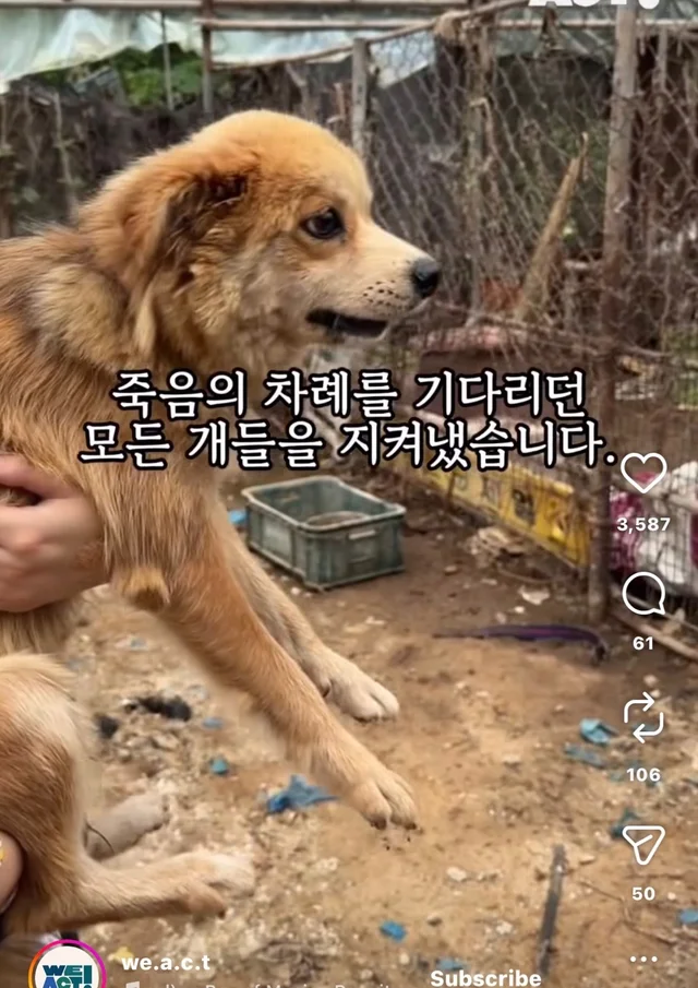 개고기가 될 뻔한 작은 개 현장 사진