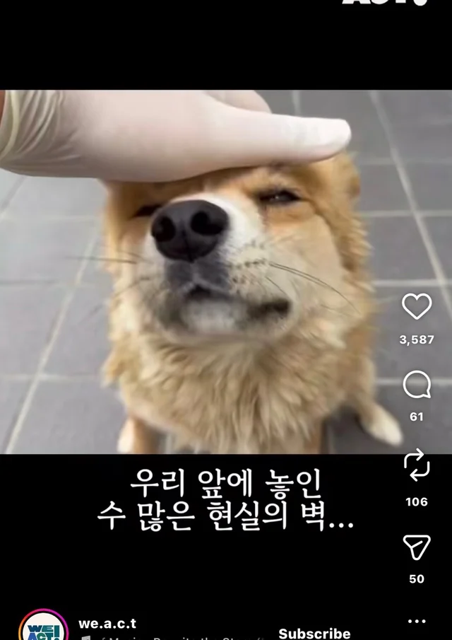 개고기가 될 뻔한 작은 개 현장 사진