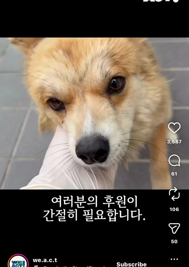 개고기가 될 뻔한 작은 개 현장 사진