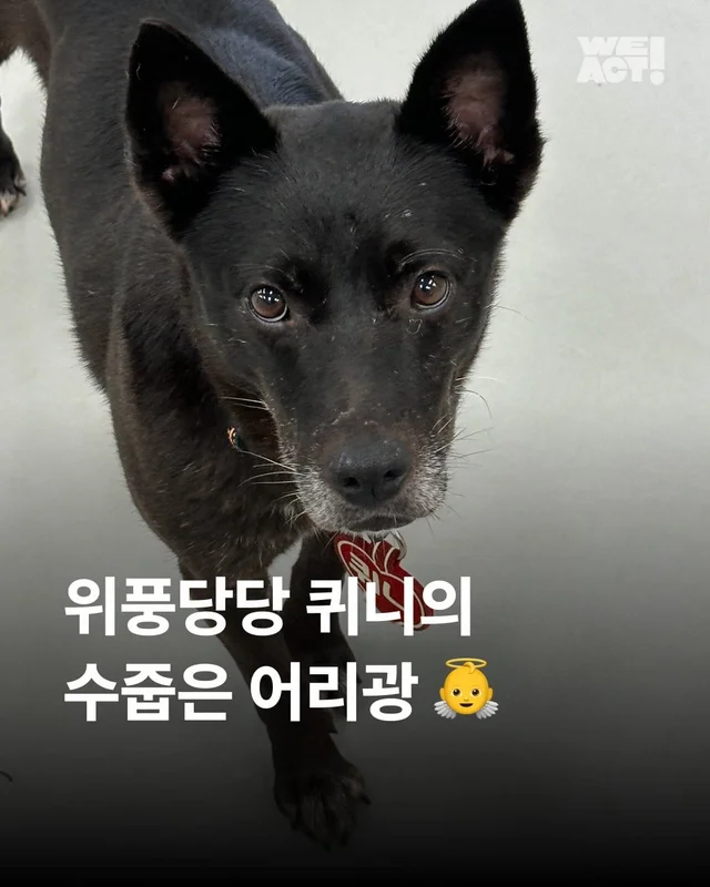 위풍당당 퀴니의 수줍은 어리광 #위액트퀴니 현장 사진