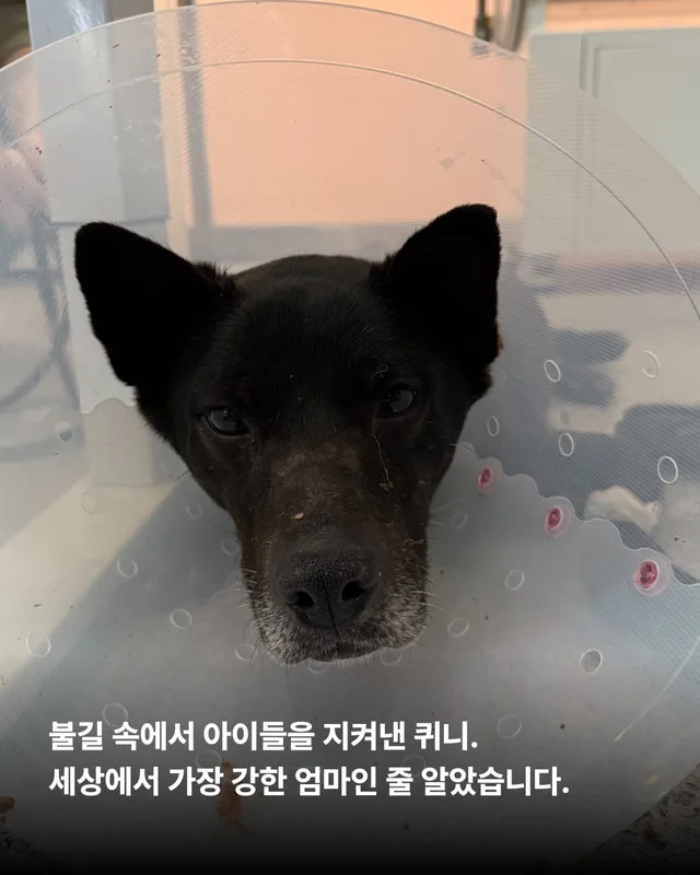 위풍당당 퀴니의 수줍은 어리광 #위액트퀴니 현장 사진
