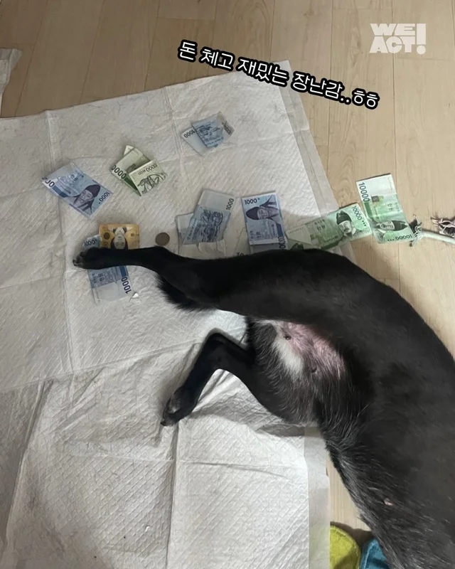 위풍당당 퀴니의 수줍은 어리광 #위액트퀴니 현장 사진