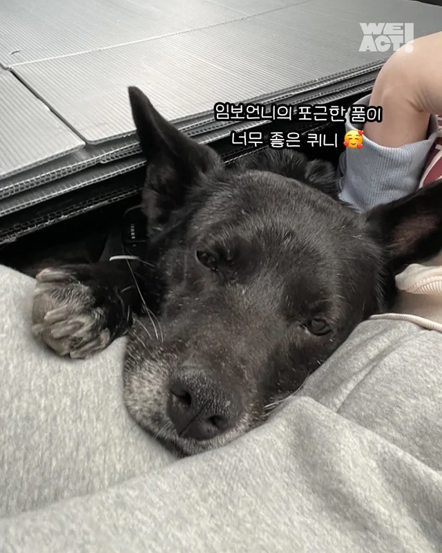 위풍당당 퀴니의 수줍은 어리광 #위액트퀴니 현장 사진