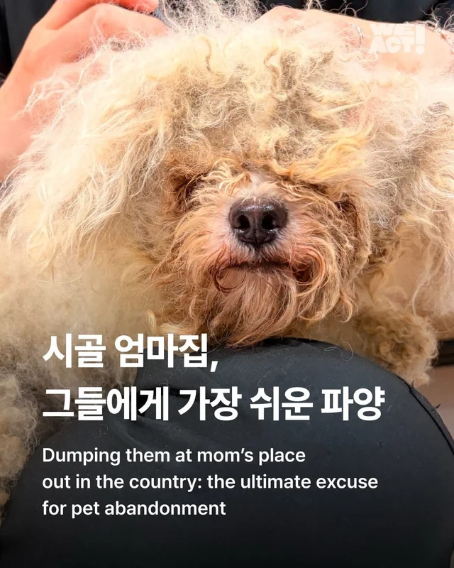 시골 엄마집, 그들에게 가장 쉬운 파양 현장 사진