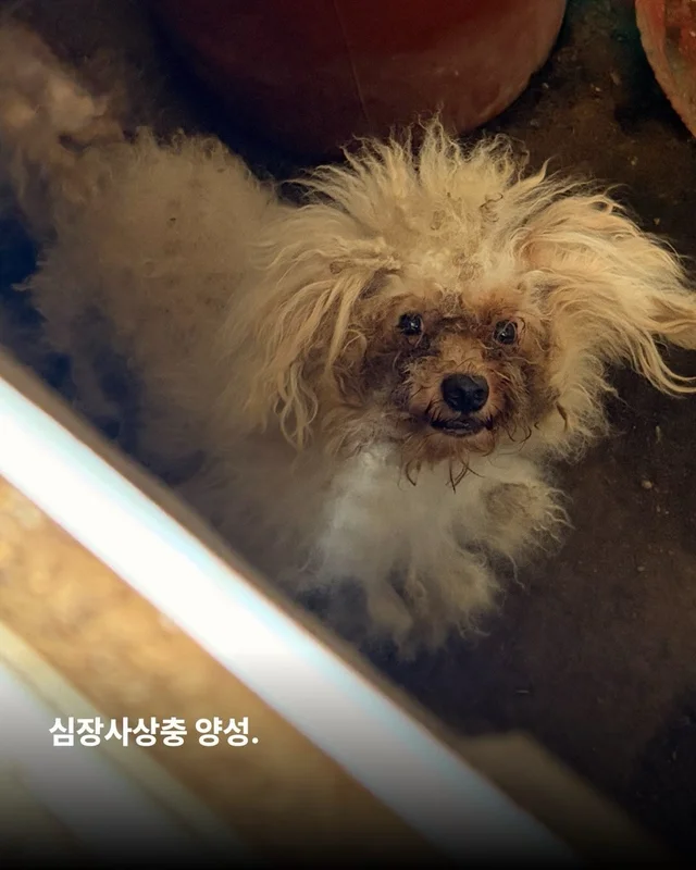 시골 엄마집, 그들에게 가장 쉬운 파양 현장 사진