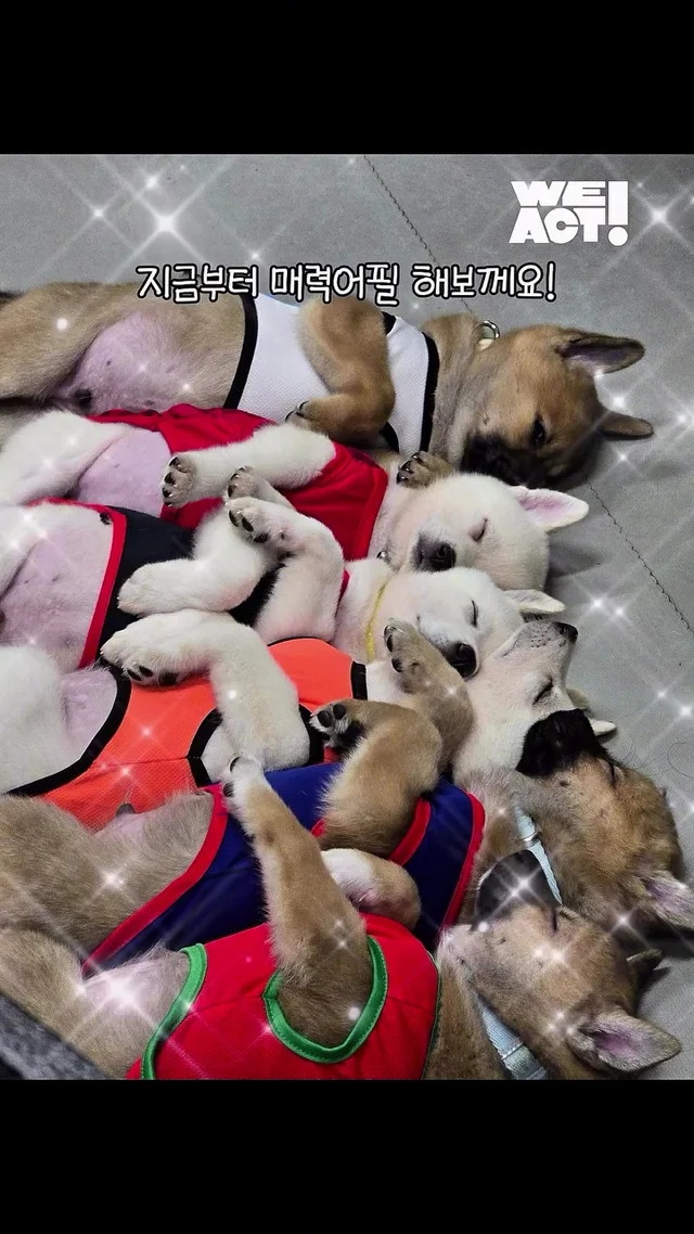 레임이 아기천사들의 가족을 찾아요 현장 사진