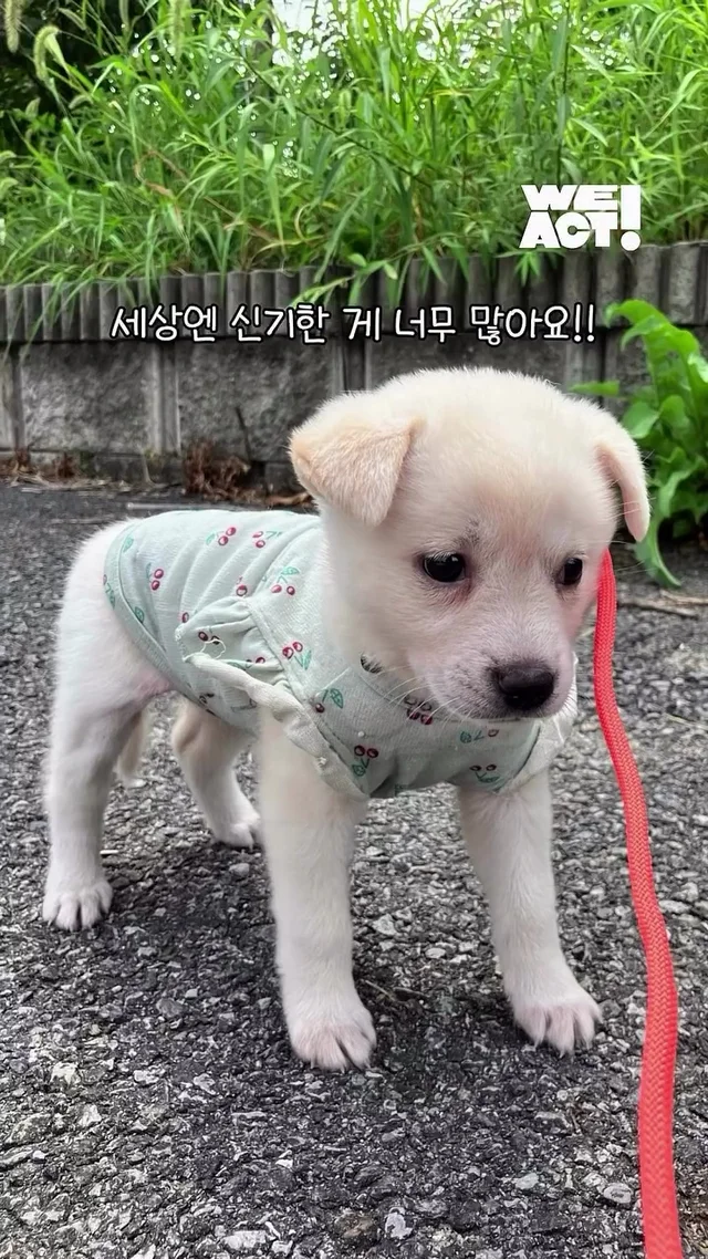 레임이 아기천사들의 가족을 찾아요 현장 사진
