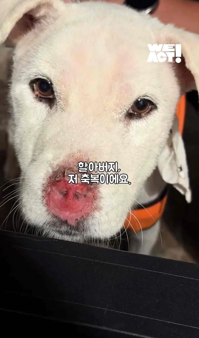 보고싶은 할아버지에게 현장 사진