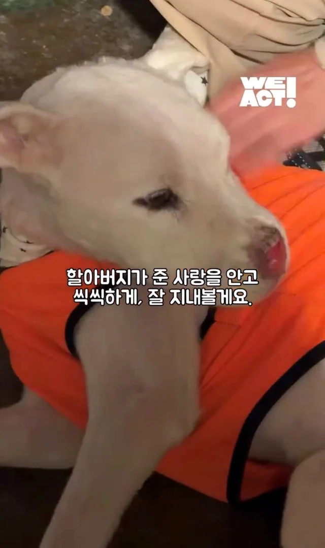 보고싶은 할아버지에게 현장 사진