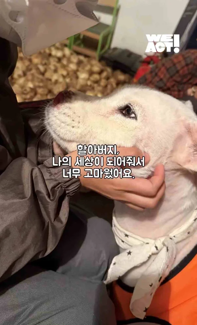 보고싶은 할아버지에게 현장 사진