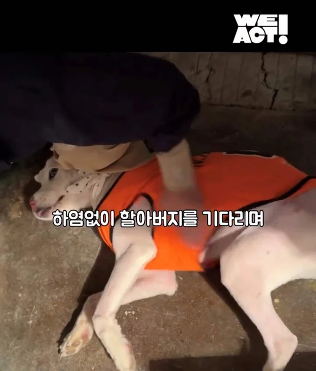 보고싶은 할아버지에게 현장 사진