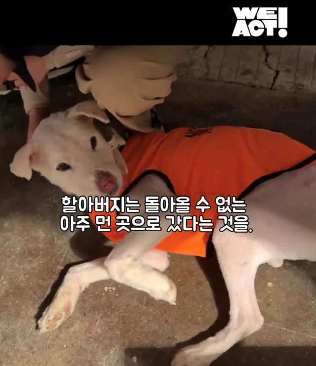 보고싶은 할아버지에게 현장 사진