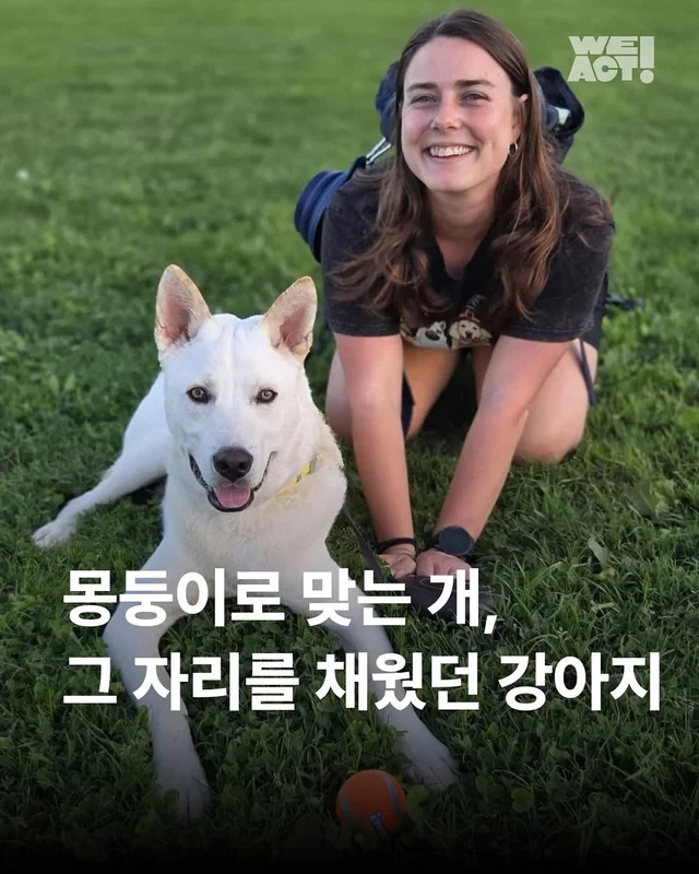 몽둥이로 맞는 개, 그 자리를 대신 채웠던 강아지 현장 사진
