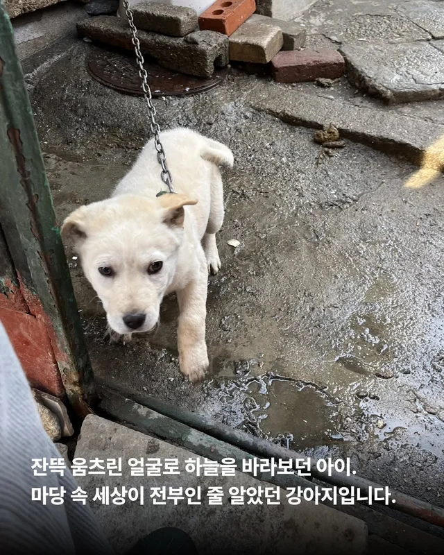 몽둥이로 맞는 개, 그 자리를 대신 채웠던 강아지 현장 사진