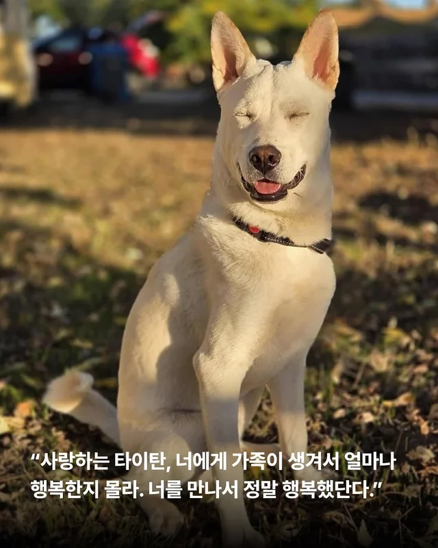 몽둥이로 맞는 개, 그 자리를 대신 채웠던 강아지 현장 사진