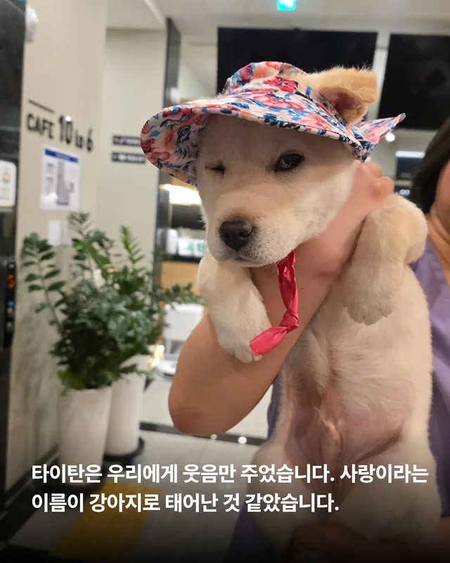 몽둥이로 맞는 개, 그 자리를 대신 채웠던 강아지 현장 사진