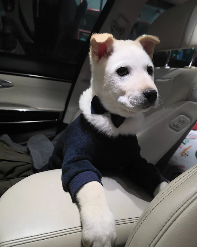 몽둥이로 맞는 개, 그 자리를 대신 채웠던 강아지 현장 사진