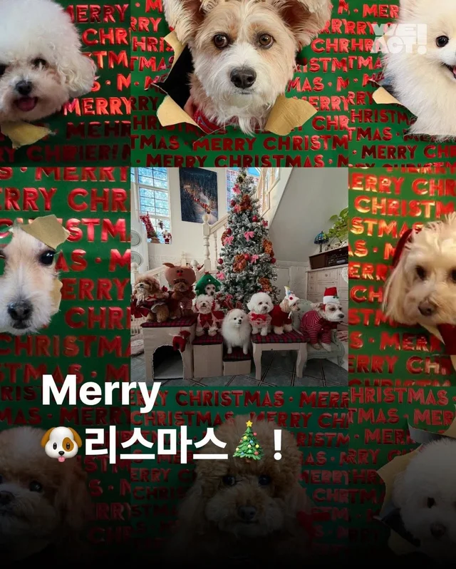 구조견들도 Merry Chrismas! #위액트나오미 #위액트포.. 현장 사진